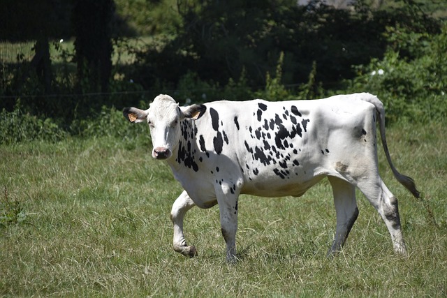 Süt Sığırı Yetiştiriciliği