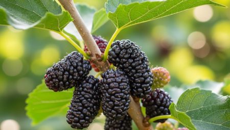 Dut Yetiştiriciliği