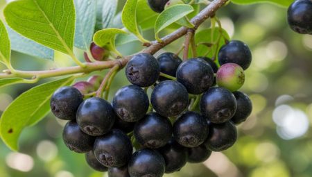 Laz Üzümü Yetiştiriciliği