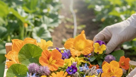 Yenilebilir Çiçek Yetiştiriciliği