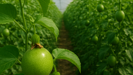 Çarkıfelek Yetiştiriciliği